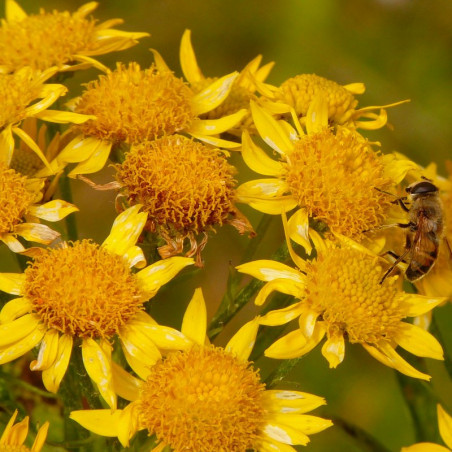 Arnica montana semillas