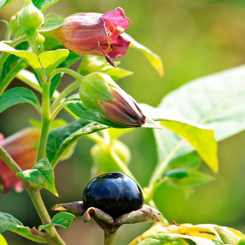 Belladona atropa semillas