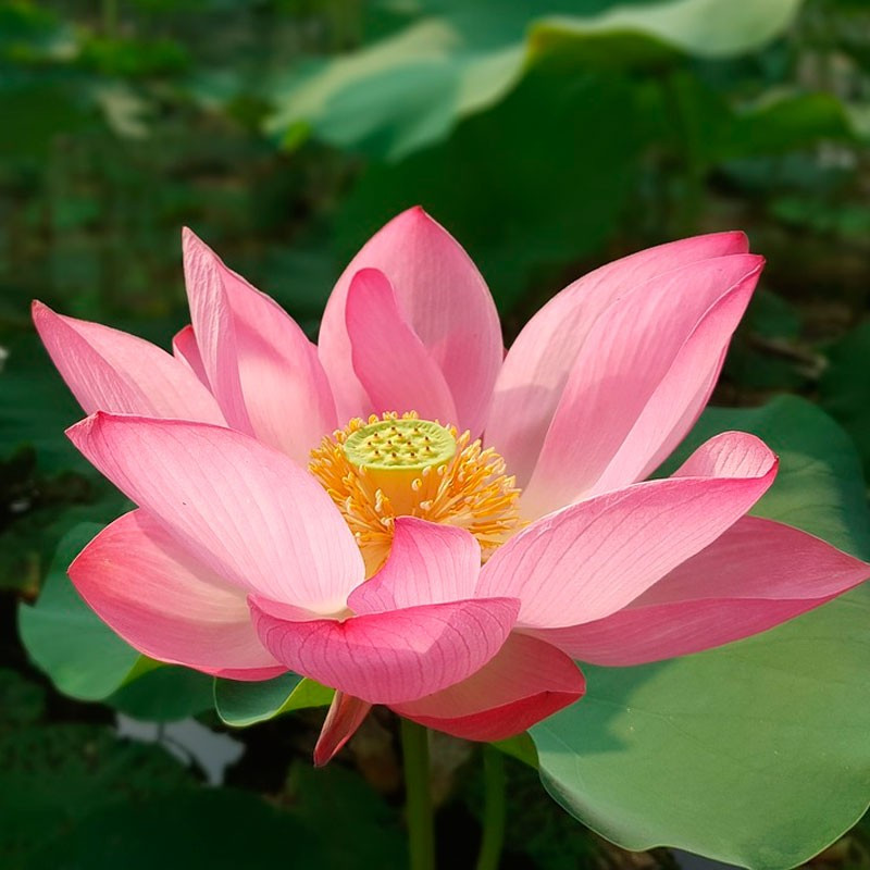 nelumbo nucifera rosa semillas