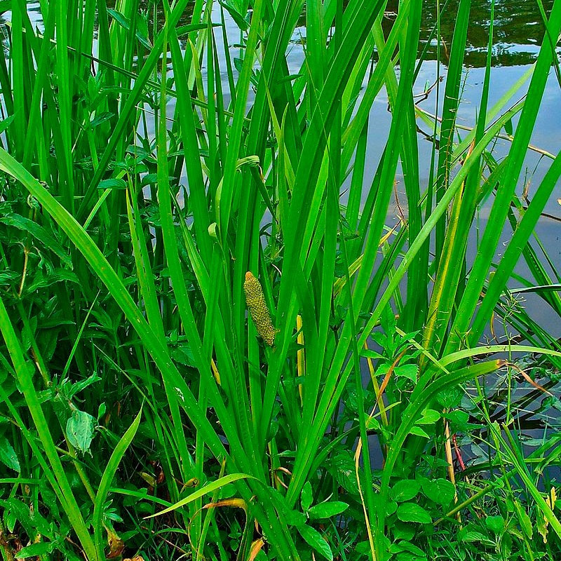 acorus calamus semillas