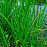 acorus calamus semillas