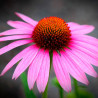 Echinacea angustifolia semillas