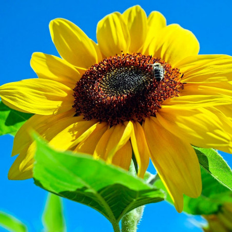 Girasol amarillo semillas