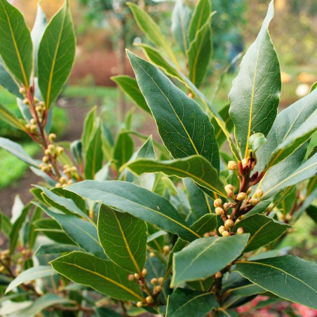 laurus nobilis semillas