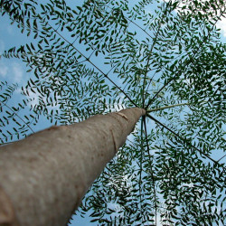 Moringa drouhardii semillas