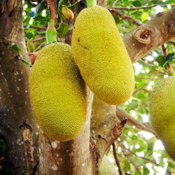 jackfruit comprar planta