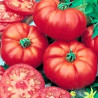 Tomate Marmande