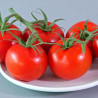 Tomate Moneymaker