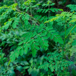 Moringa oleifera semillas