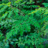 Moringa oleifera semillas