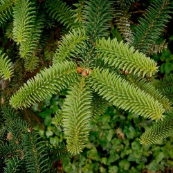 Pinsapo abies semillas