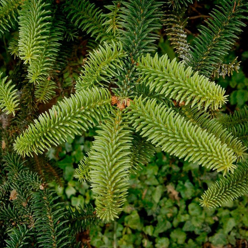 Pinsapo abies semillas