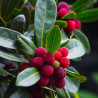 Myrica rubra semillas