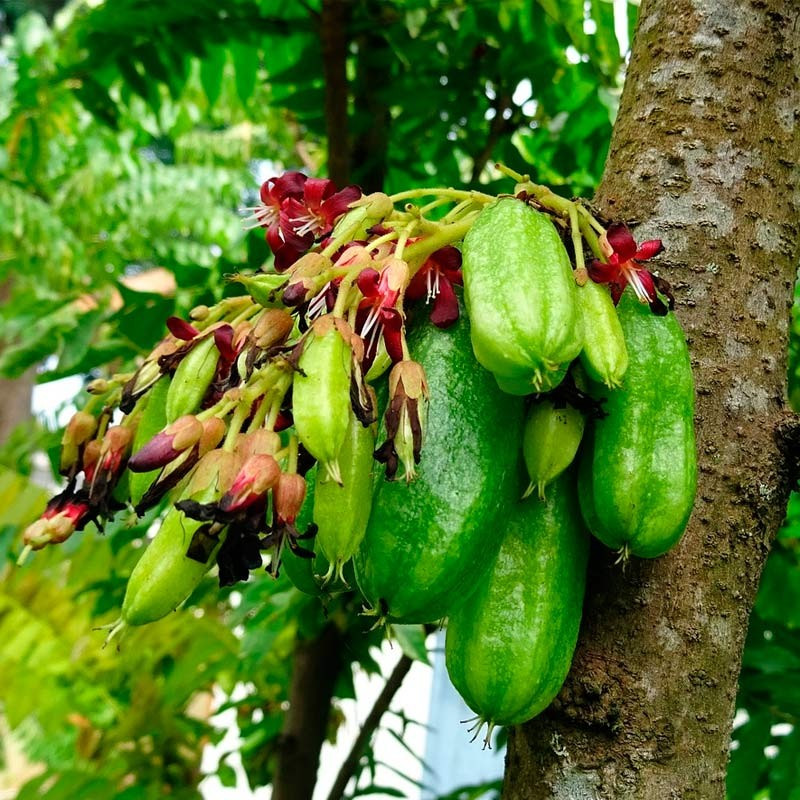 Bilimbi averrhoa planta comprar