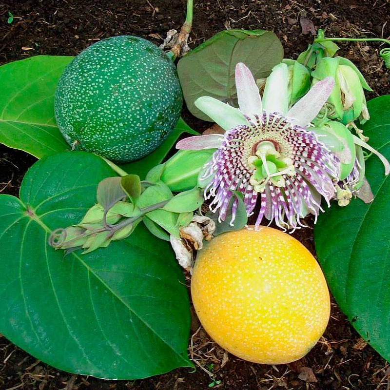 Granadilla planta passiflora ligularis