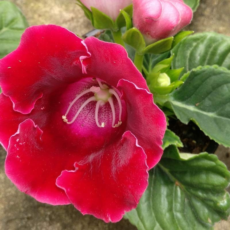 Gloxinia flor blanca - 1 planta