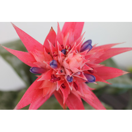 Aechmea fasciata - 1 Planta