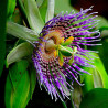 Maracuyá semillas passiflora edulis