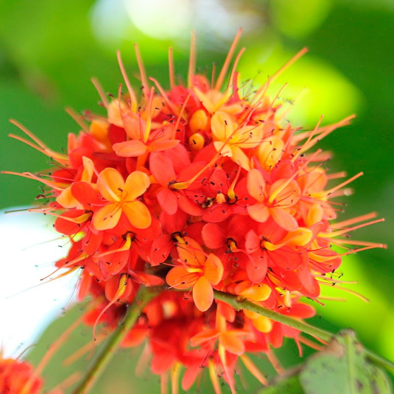 Ashoka comprar planta saraca indica