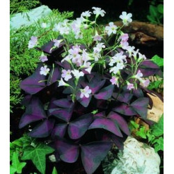 Oxalis púrpura