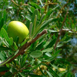 Argania spinosa plantas