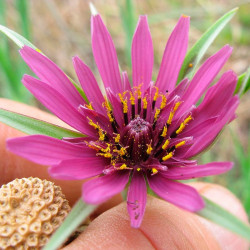 Salsifí semillas tragopogon porrifolius