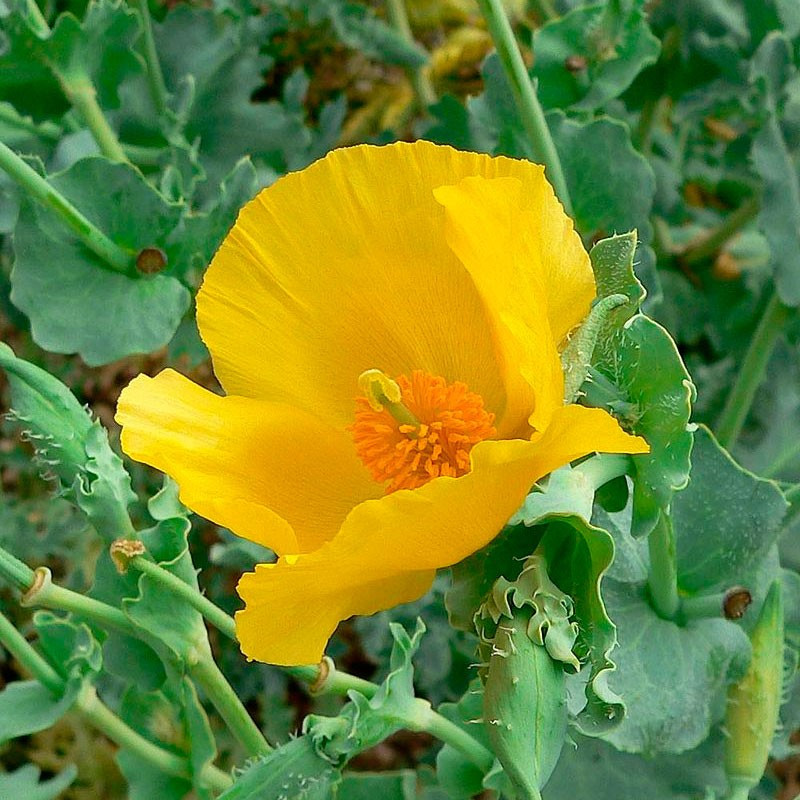 Amapola amarilla de mar glaucium flavum semillas