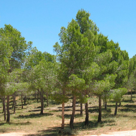 Pino carrasco semillas