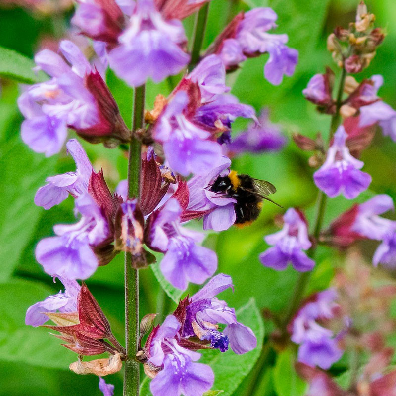 Salvia officinalis semillas