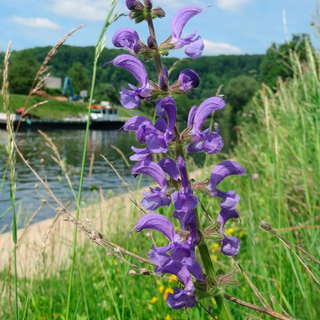 Salvia pratensis semillas