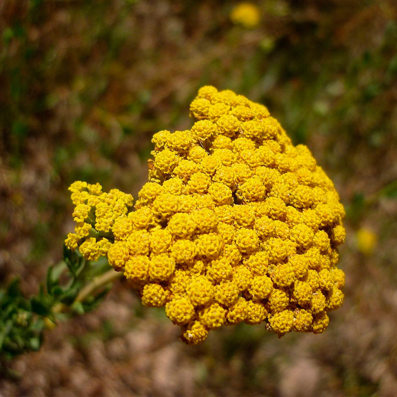 Agerato achillea ageratum semillas