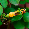 Fuchsia procumbens semillas