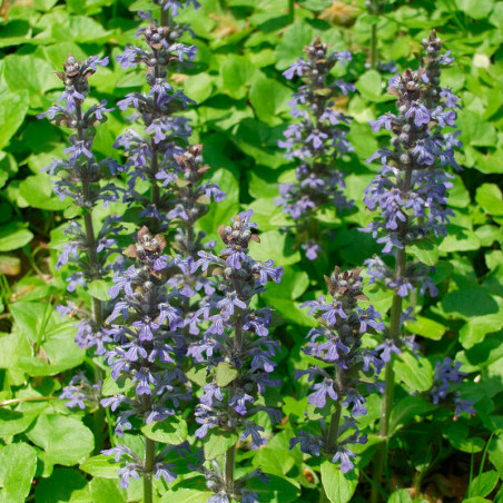 Ajuga reptans semillas