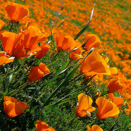 Amapola de California semillas