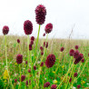 Sanguisorba officinalis semillas