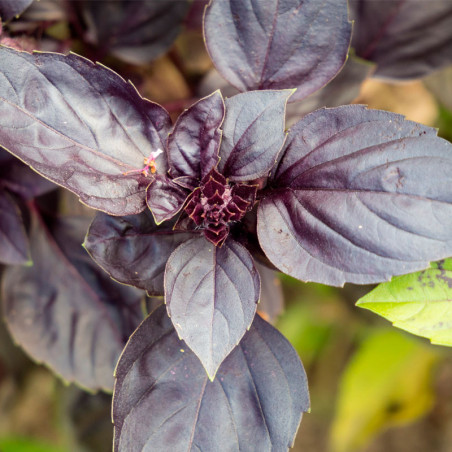 Albahaca morada semillas