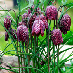 Fritillaria meleagris semillas