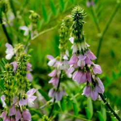 Galega officinalis semillas