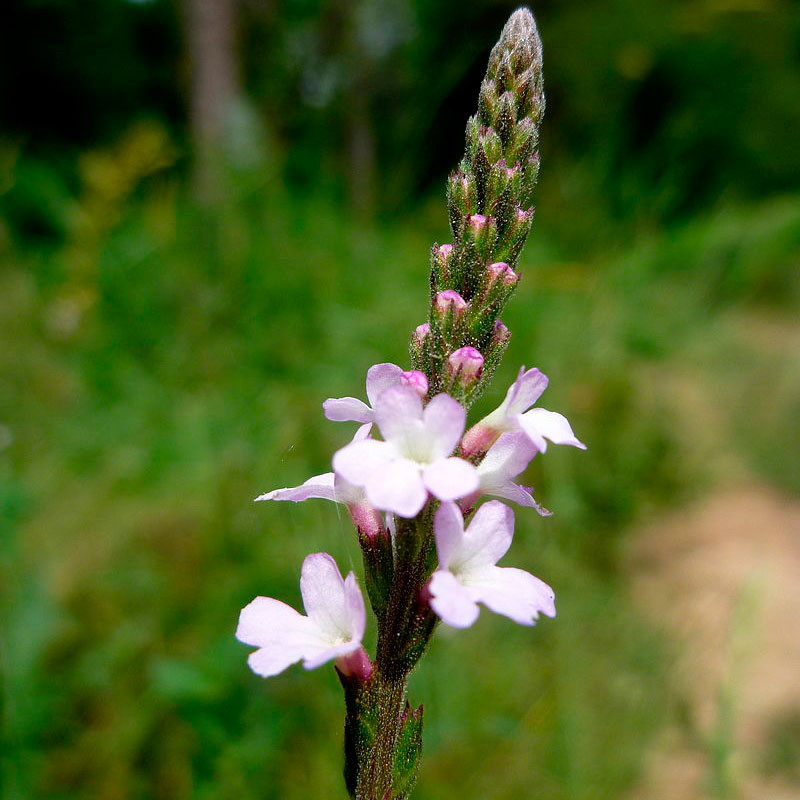 Verbena officinalis semillas