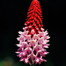 Primula vialii semillas flor