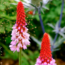 Primula vialii semillas flores