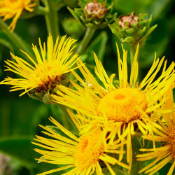 inula helenium semillas