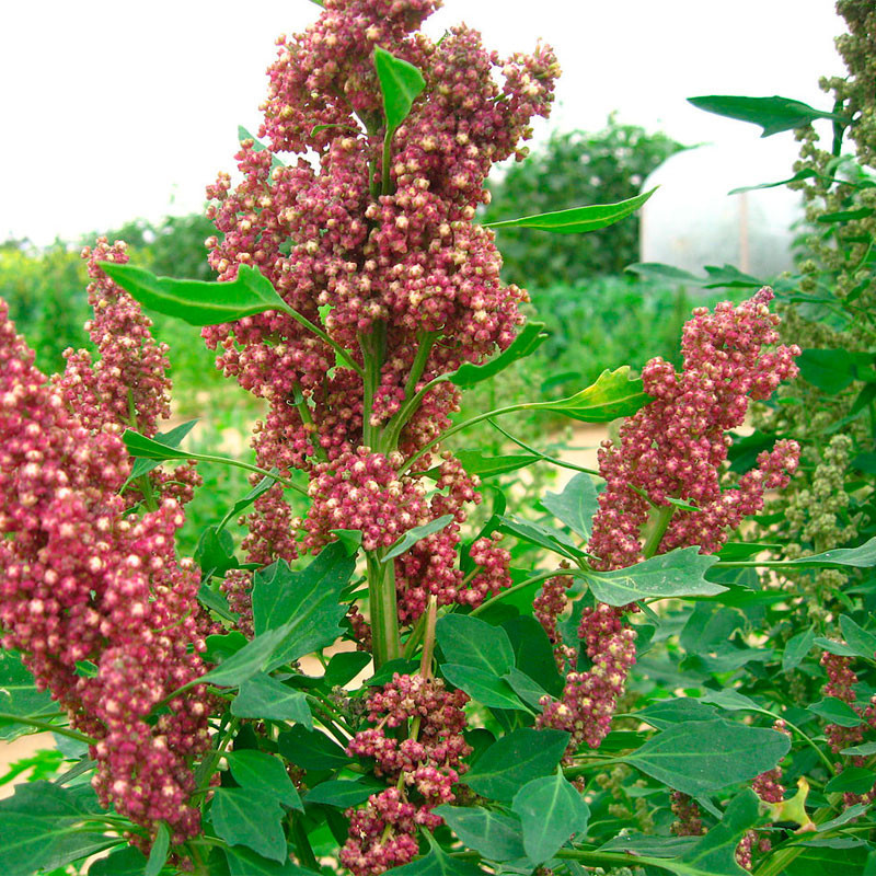 Quinoa semillas para sembrar