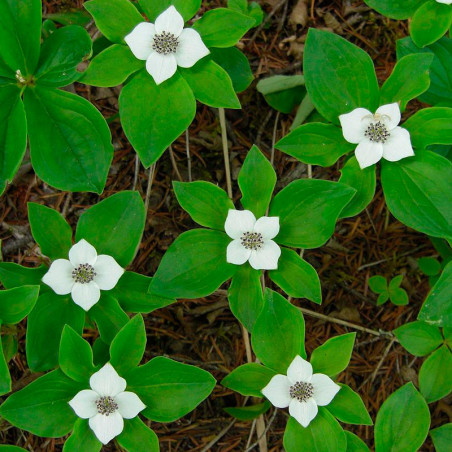 Cornus canadensis semillas