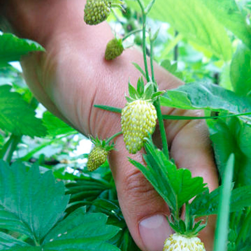 Fresa blanca alpina semillas