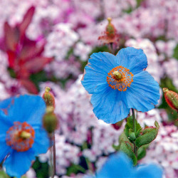 Amapola azul del Himalaya semillas