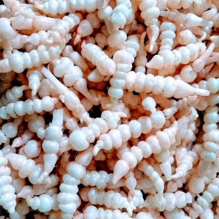 Crosnes tuberculos comprar