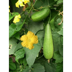 Luffa / Esponja vegetal