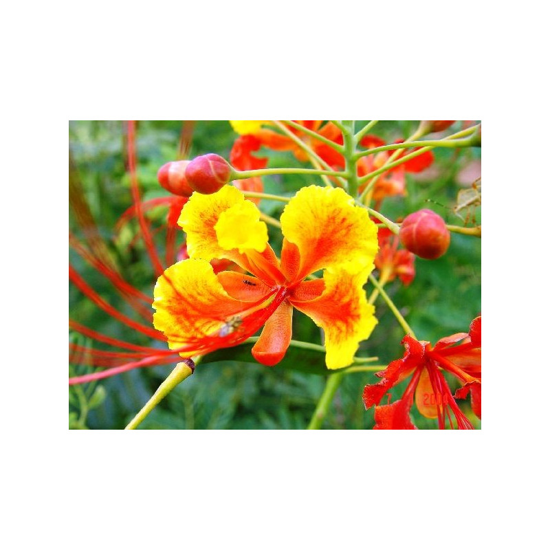 Caesalpinia pulcherrima