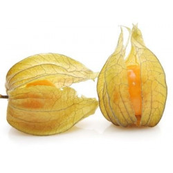 Physalis peruviana / Uchuva